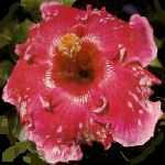 hibiscus.jpg (4396 bytes)