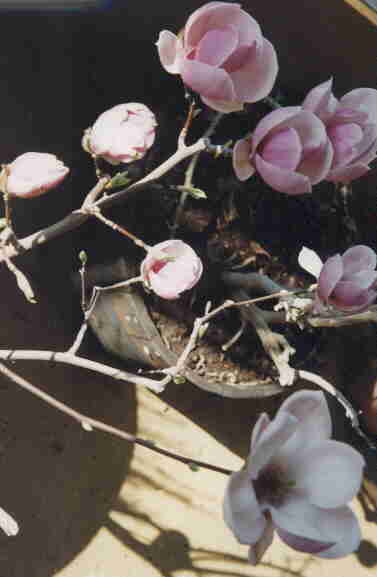 magnolia.jpg (14342 bytes)